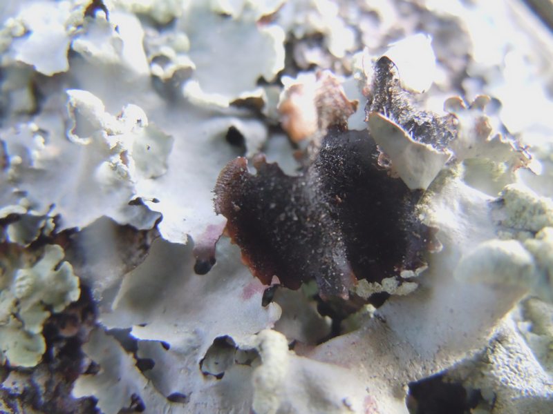 dalle dune di Porto Liscia (Santa Teresa Gallura) 1